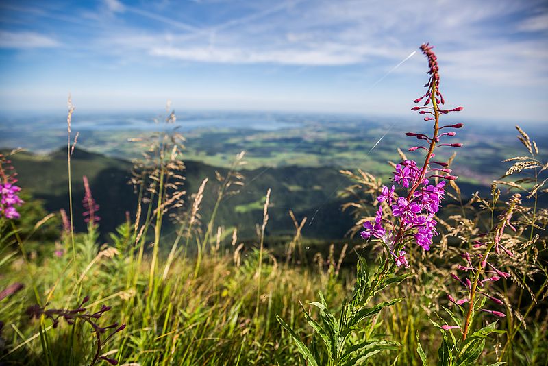 Wildblaume auf einer Wiese im Sommer
